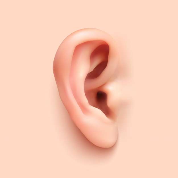 realistic-ear-illustration_199548-53 types of hearing aids